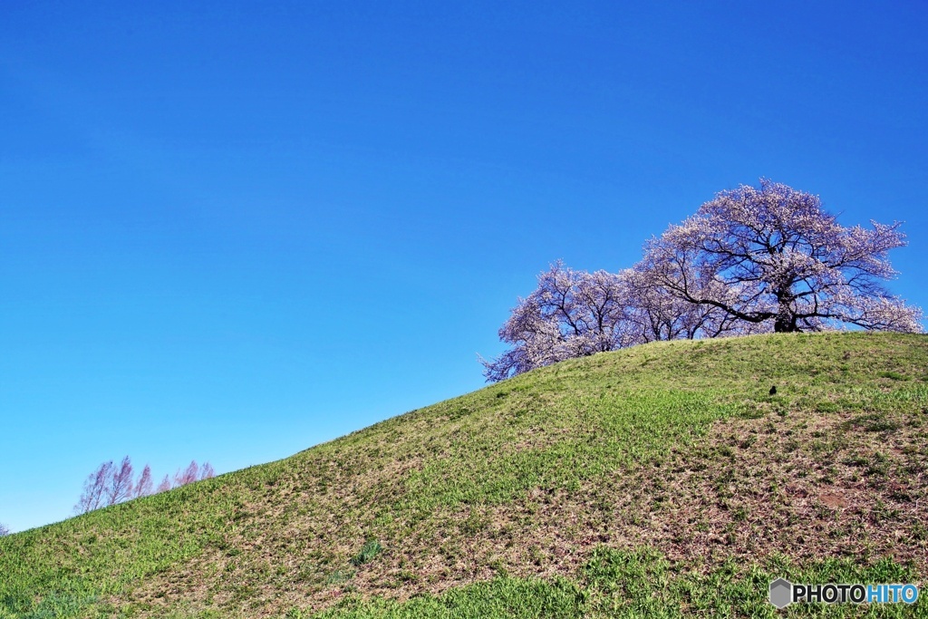 古墳の桜②
