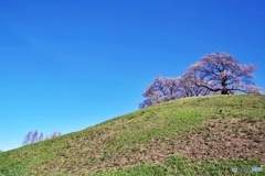古墳の桜②