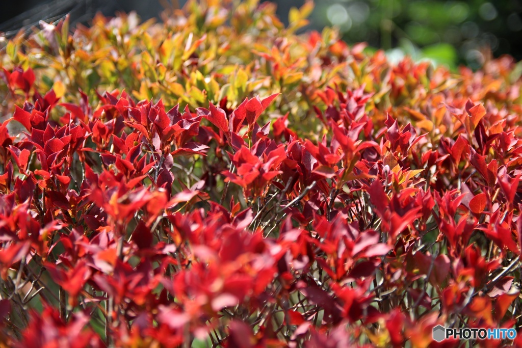 紅葉