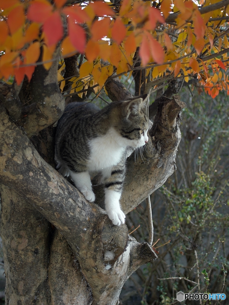 子猫の成長（4ヶ月）