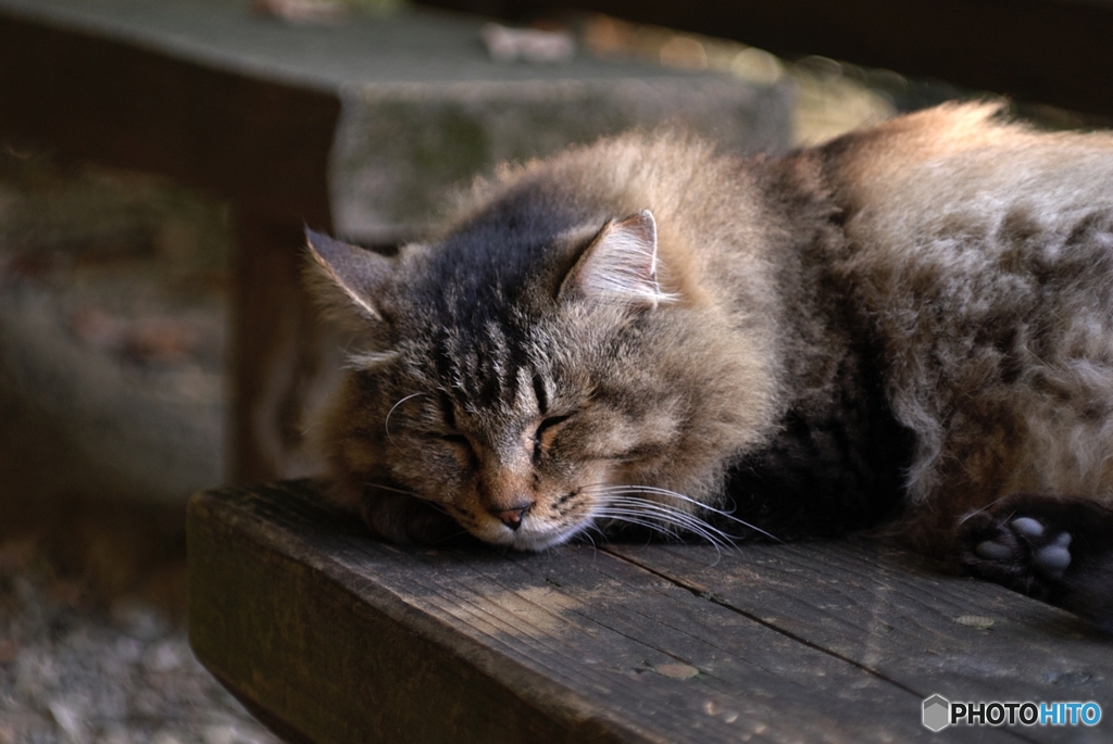 ねこ撮り