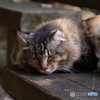 ねこ撮り