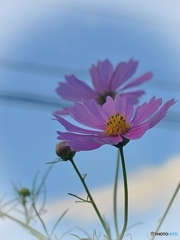 秋桜