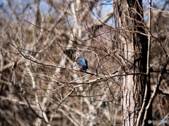 野鳥（カワセミ）