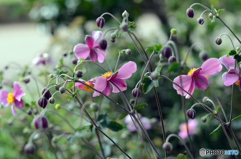 シュウメイギク