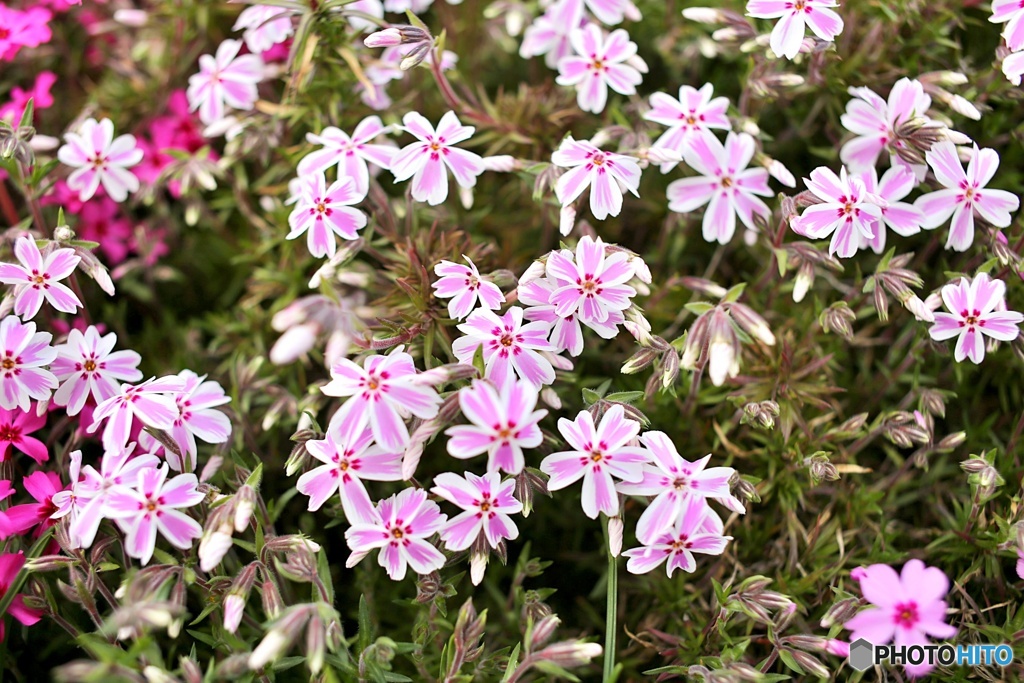 芝桜