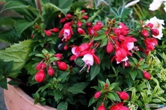 a potted flower