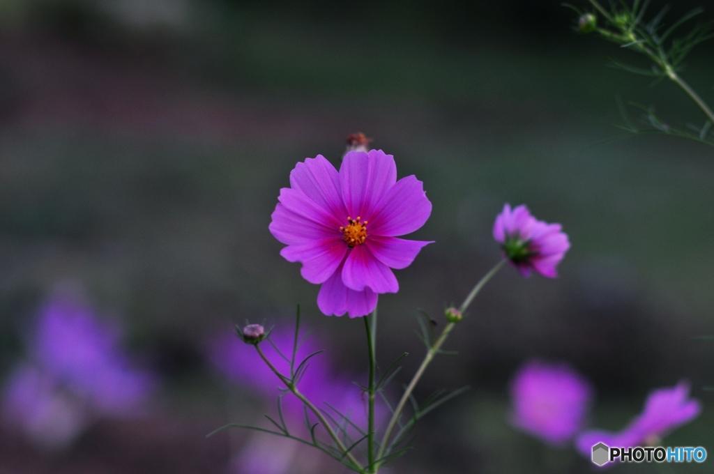 コスモス