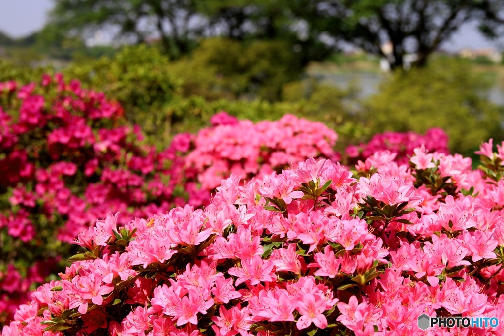 つつじヶ丘公園⑥