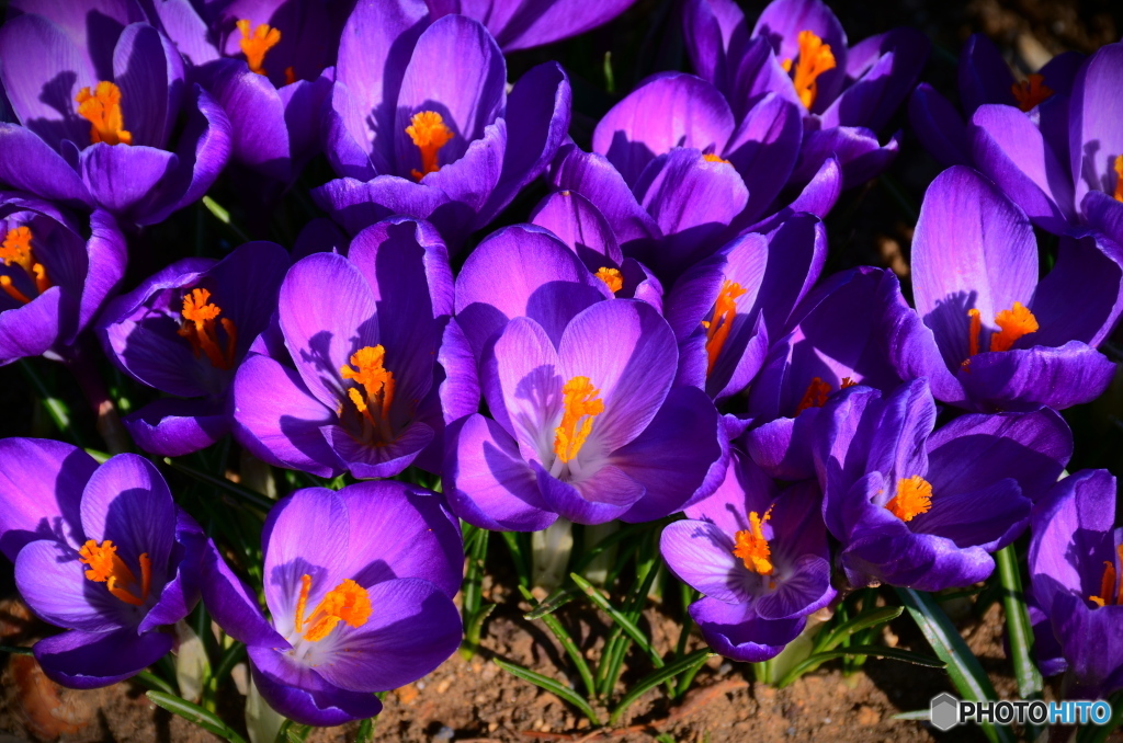 ポップアート風にしてみました