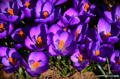 ポップアート風にしてみました