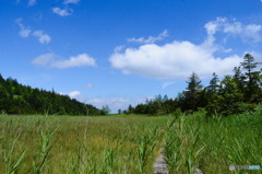 芳ヶ平湿原