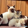 ねこ姉妹