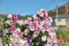 小菊