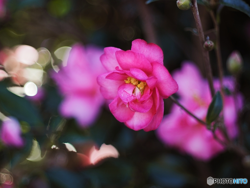 ニッコールで撮る花
