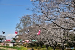 桜並木