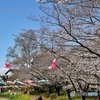 桜並木