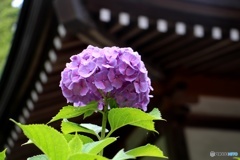 名刹とあじさい②