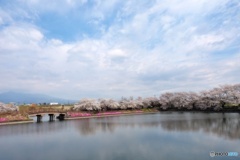 谷地沼の桜