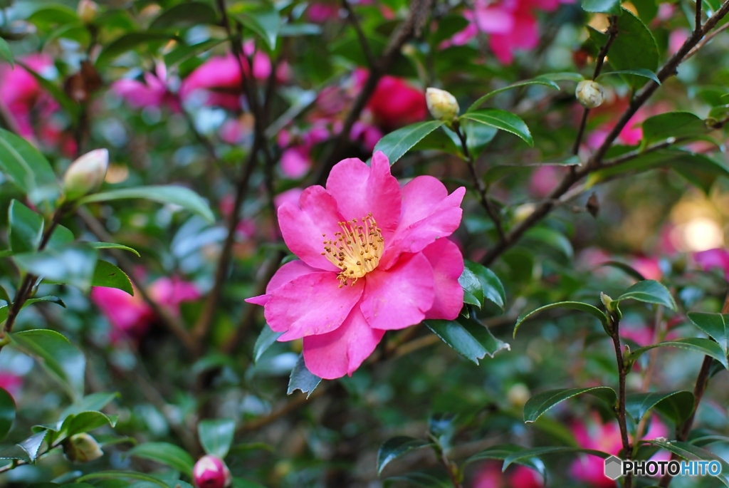 山茶花
