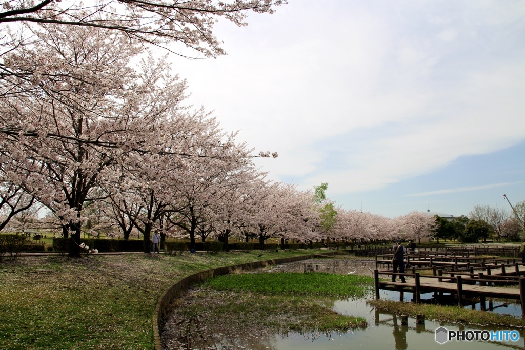 古代蓮の里公園③