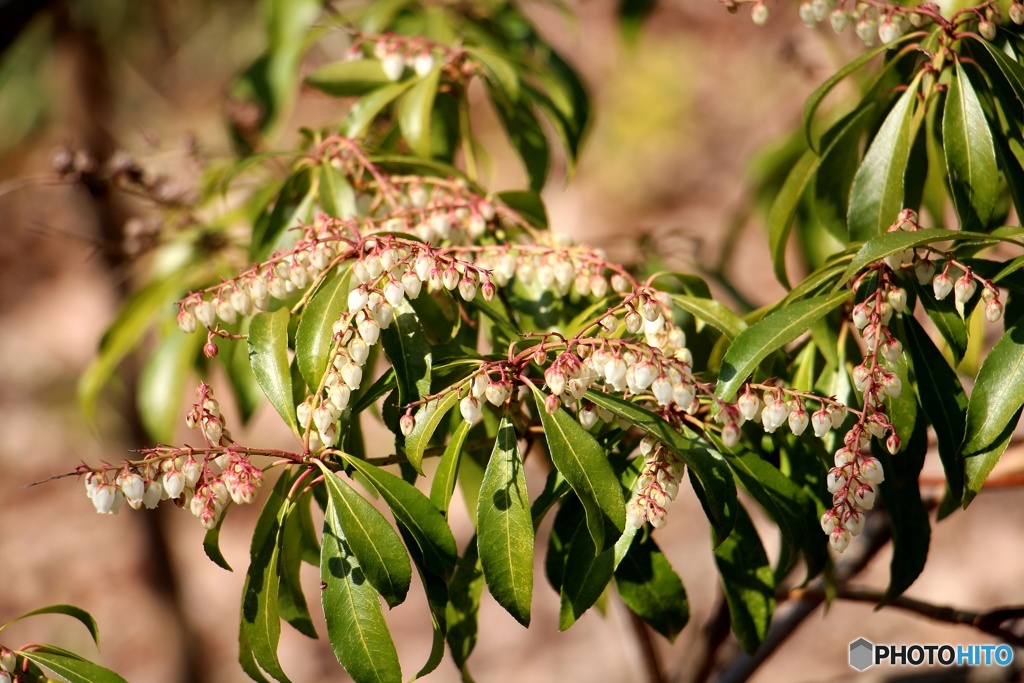 庭の花撮りました⑤