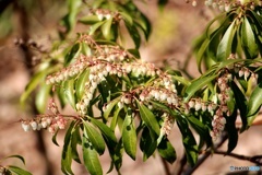 庭の花撮りました⑤