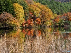 観音沼森林公園③