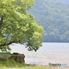 涼を求めて尾瀬丸沼
