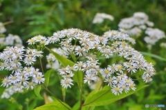 山の華