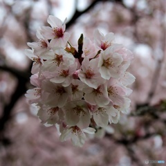 桜ボール