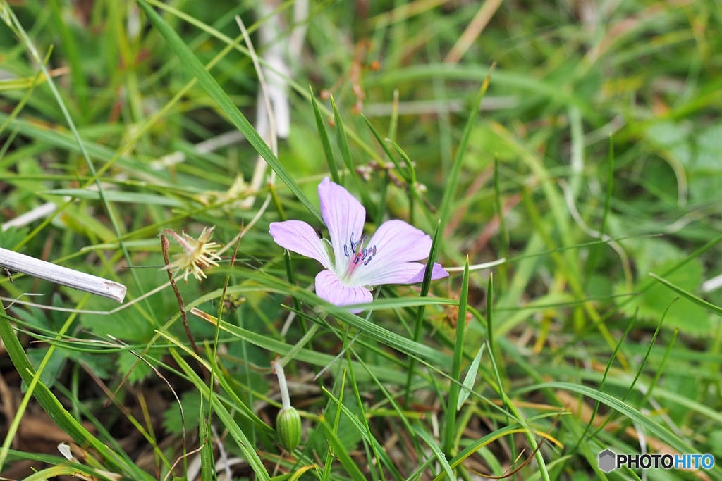 高嶺の花