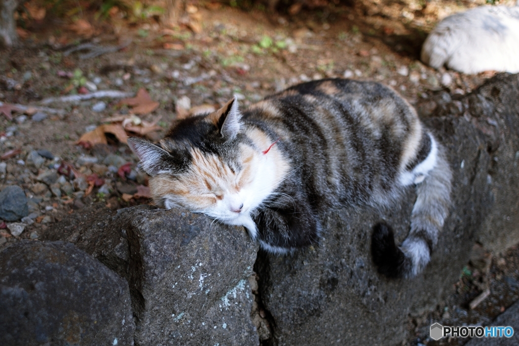 眠り猫