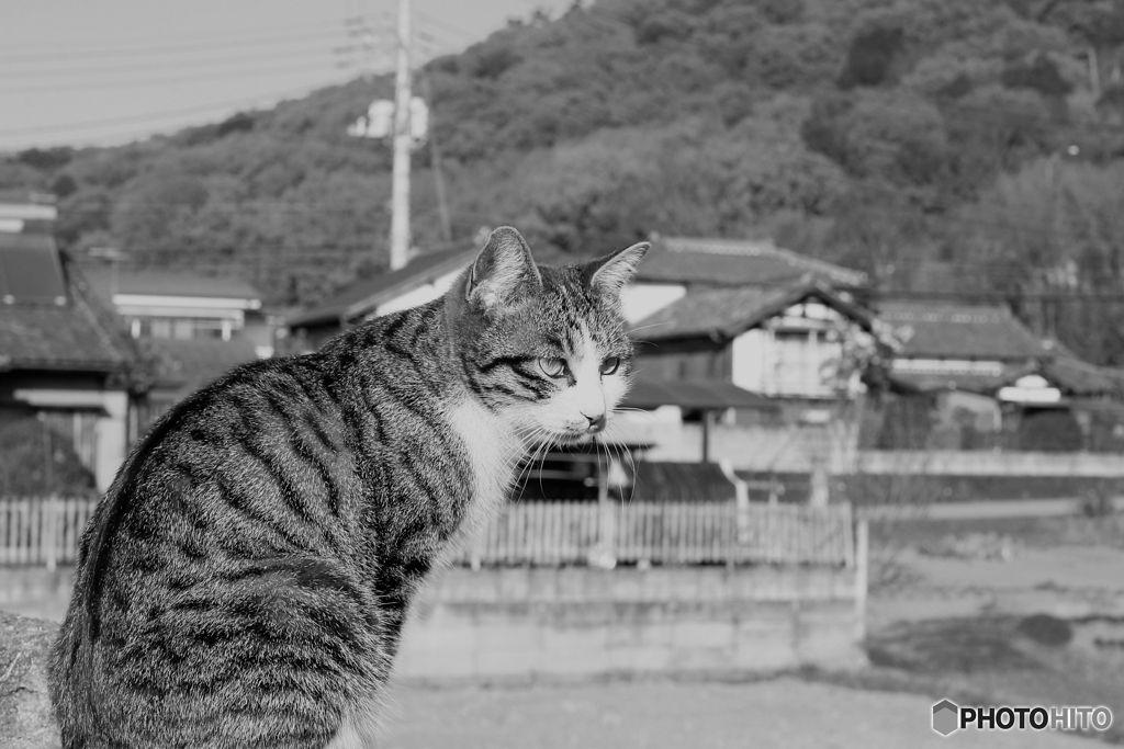 ねこ