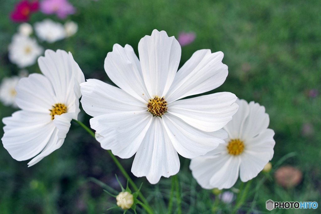 コスモス