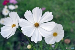 コスモス