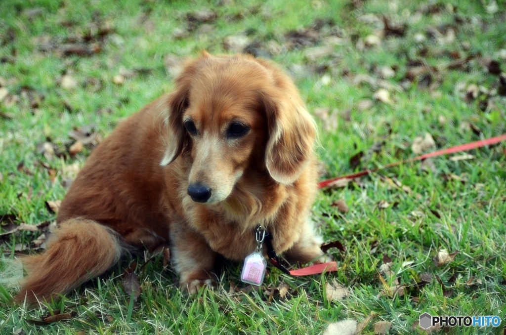 ダックスフンド