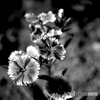タクマーで撮る花