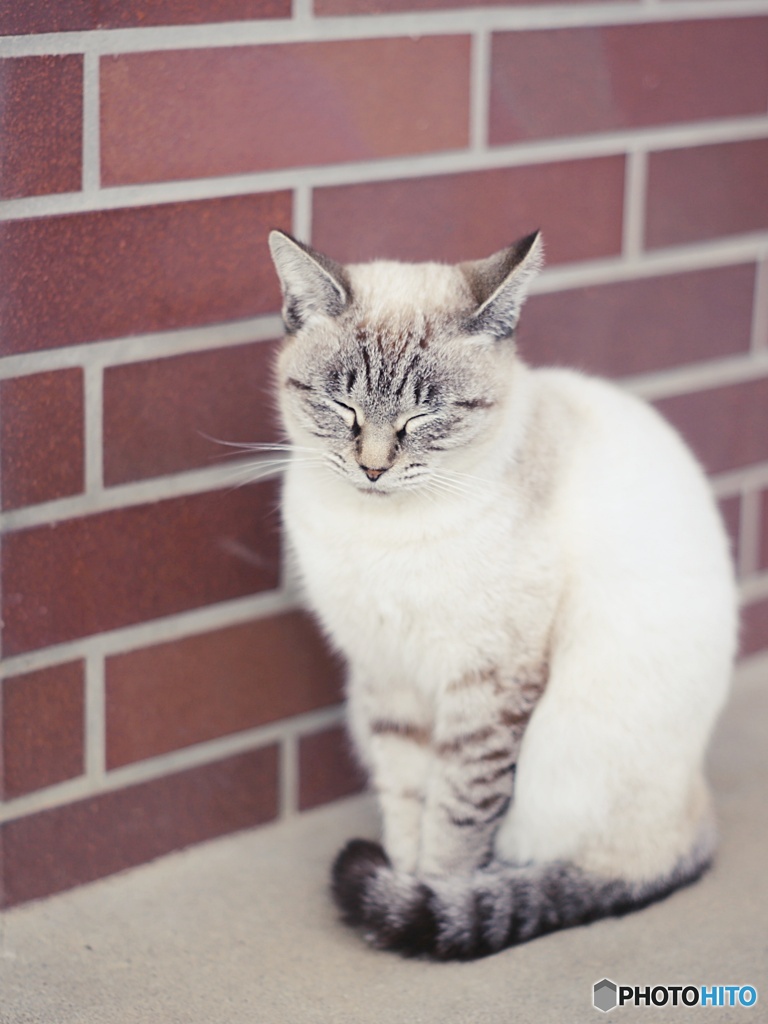ねこ