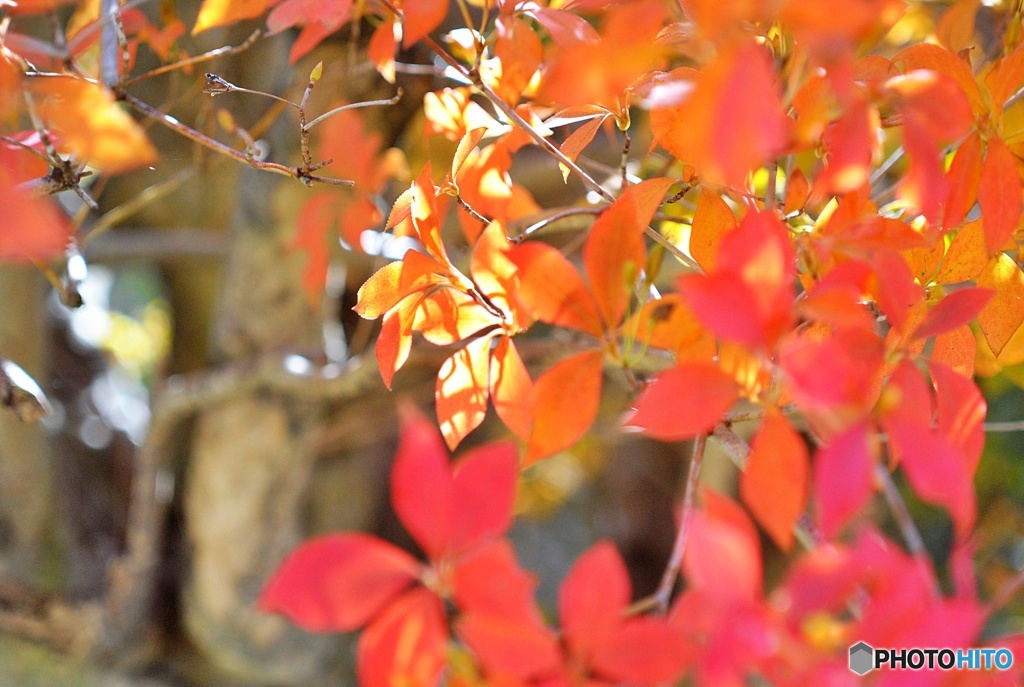 ドウダンツツジの紅葉②
