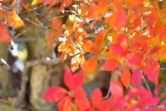 ドウダンツツジの紅葉②
