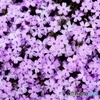 芝桜