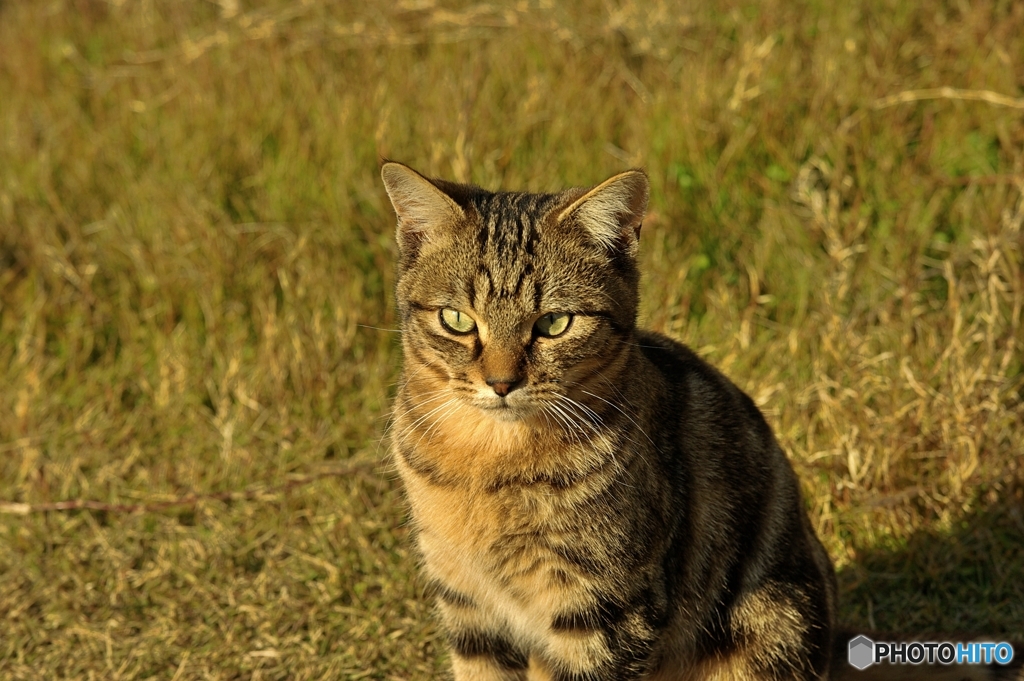 ねこ
