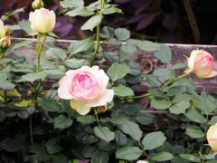薔薇