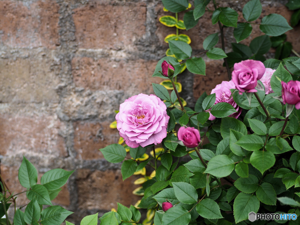 薔薇