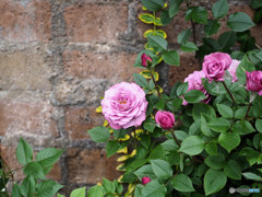 薔薇