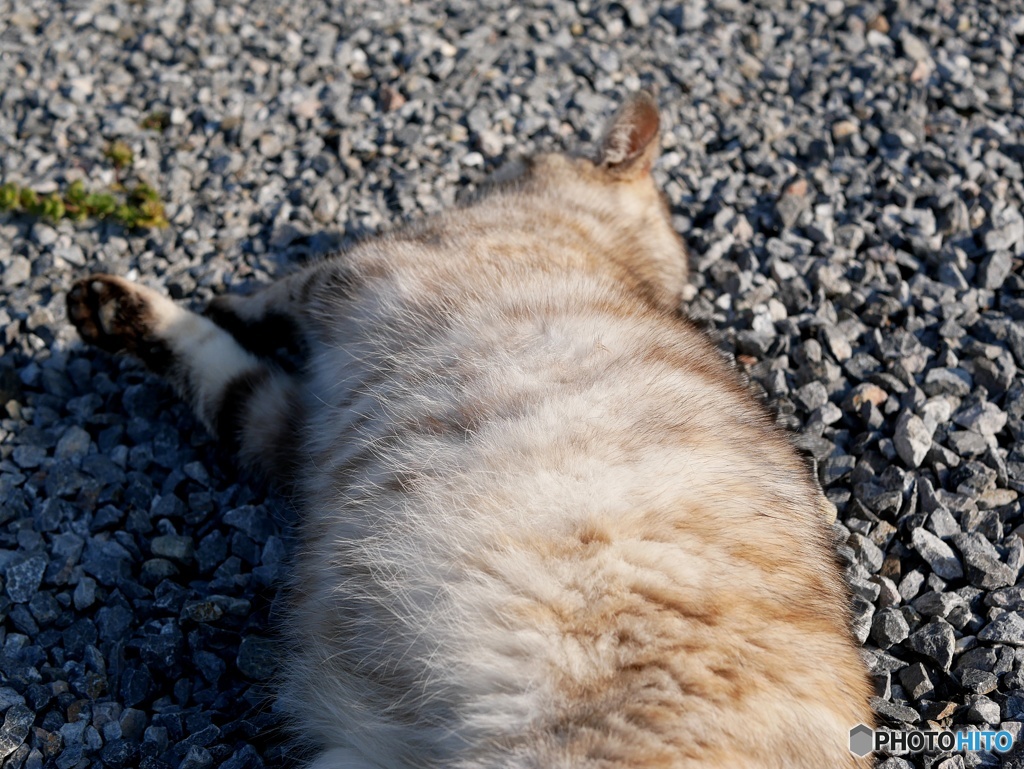 太め