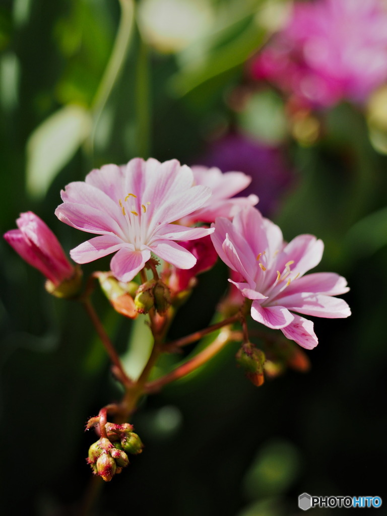 Small Beauty