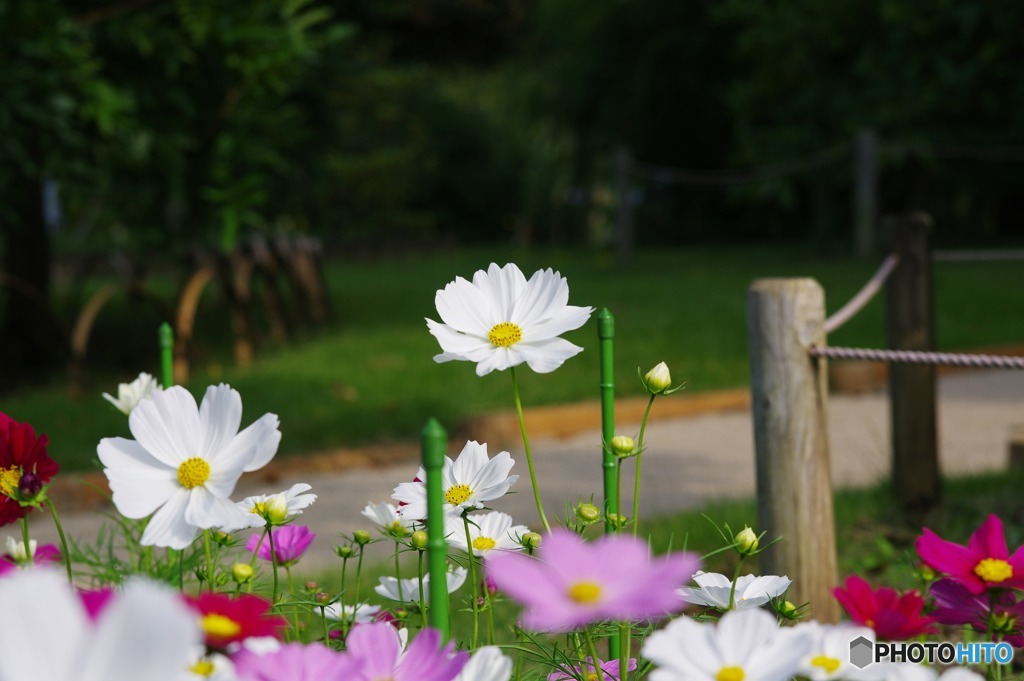 秋桜