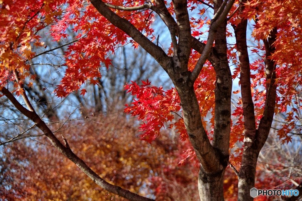 桜山公園